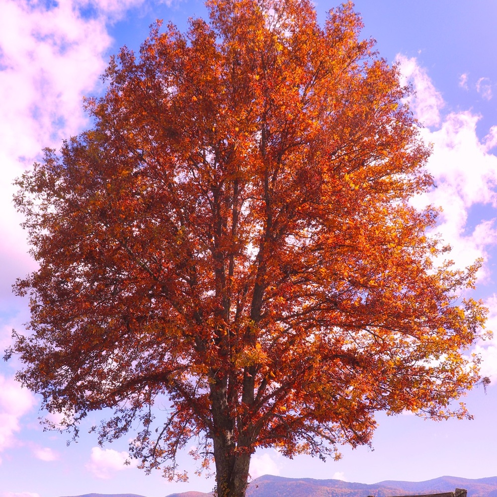 Meet your Posher, Svetlana